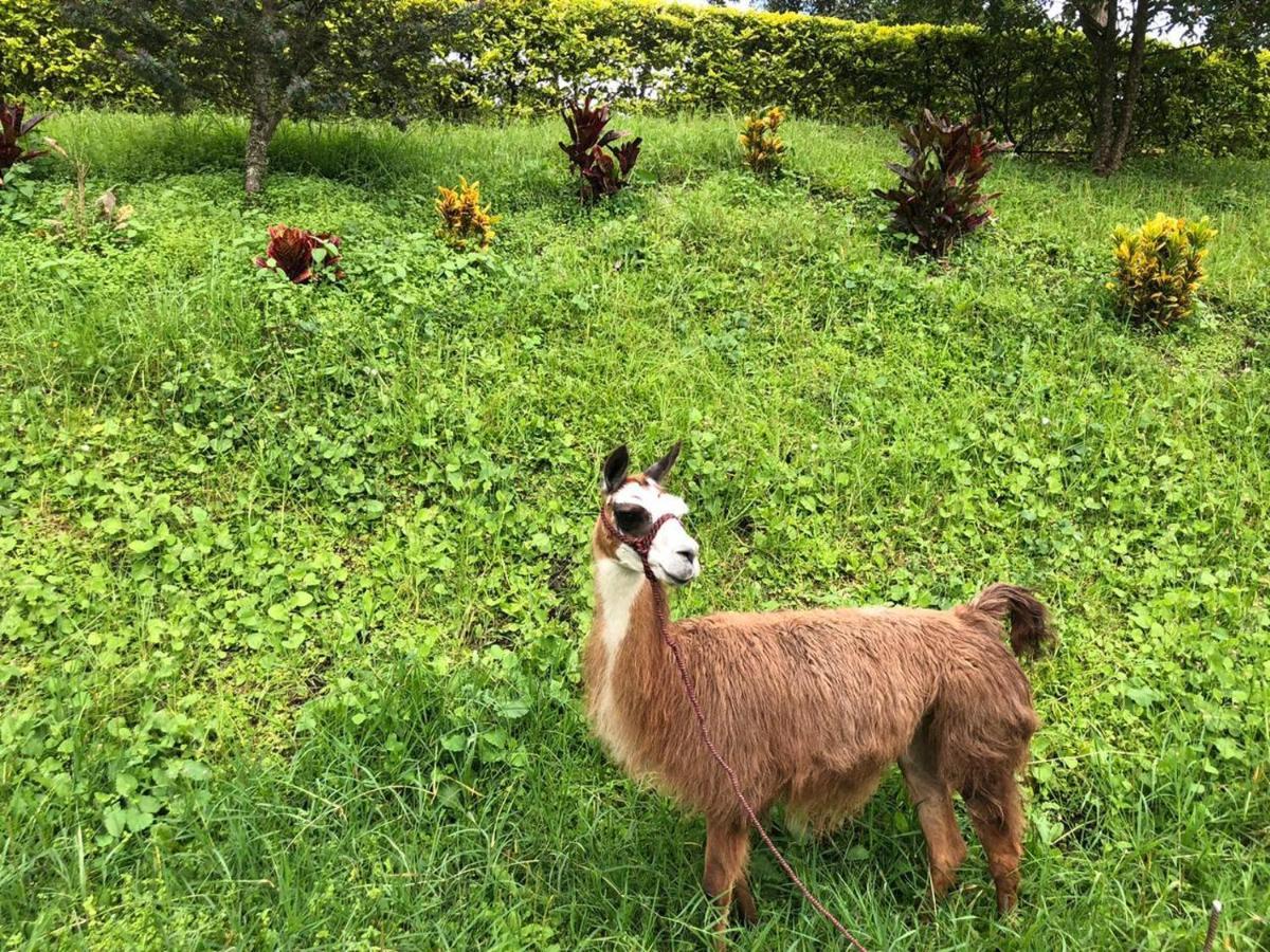 Rancho Ecoturistico El Faro Hotell La Mesa  Exteriör bild