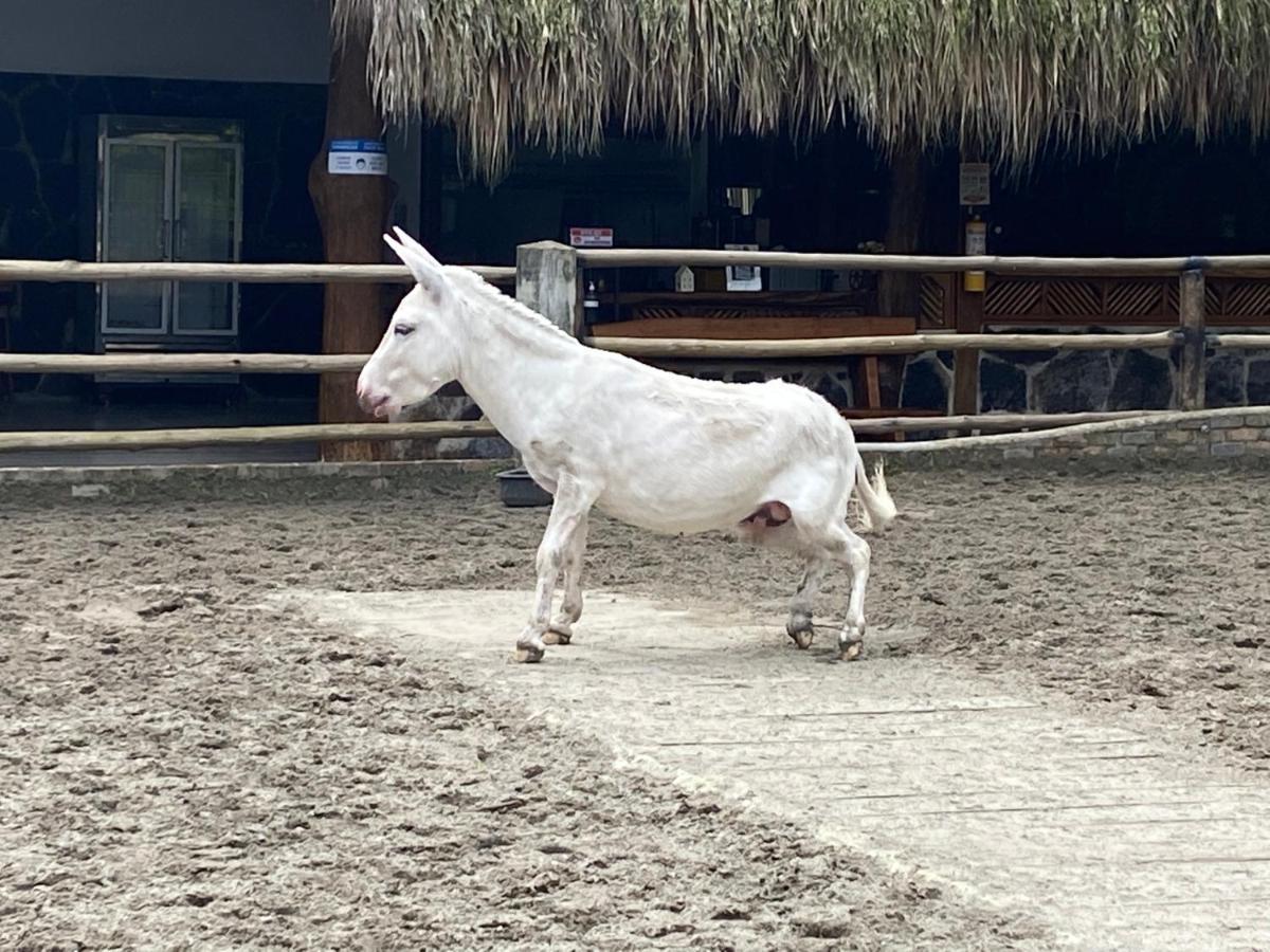 Rancho Ecoturistico El Faro Hotell La Mesa  Exteriör bild