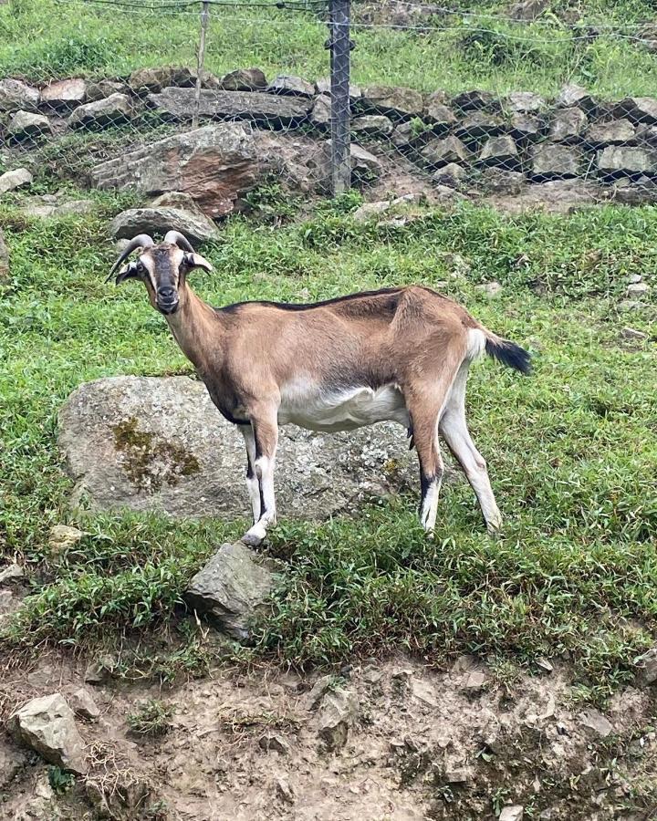 Rancho Ecoturistico El Faro Hotell La Mesa  Exteriör bild